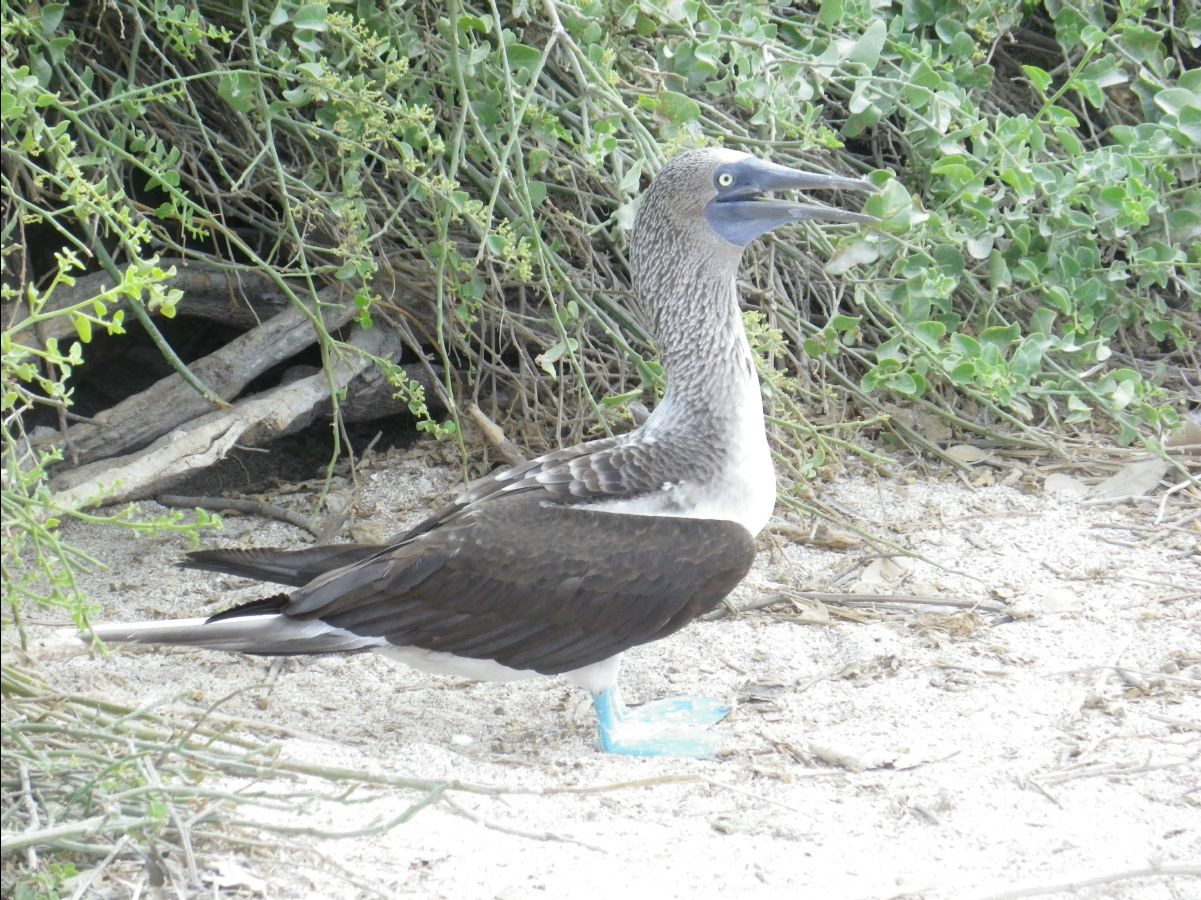 Blue footed booby106